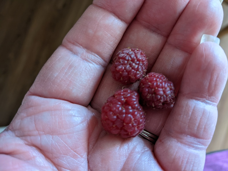 First raspberries.