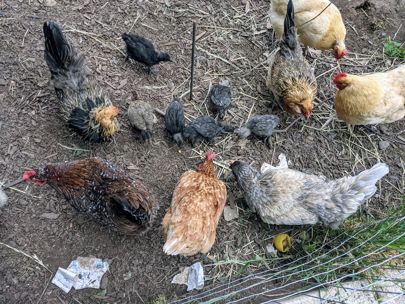 Lois loves his the chicks go for the corn and none of the hens bother them.