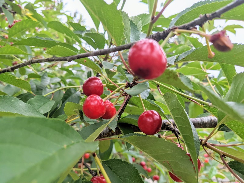 Montmorency cherries in the middle pasture are definitely ready for picking.