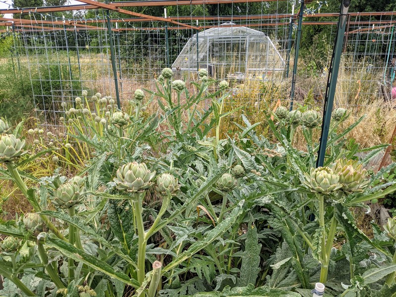 Artichokes are really fit picking.