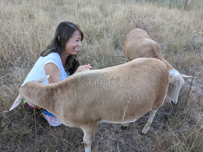 Mandy seems to like the sheep.