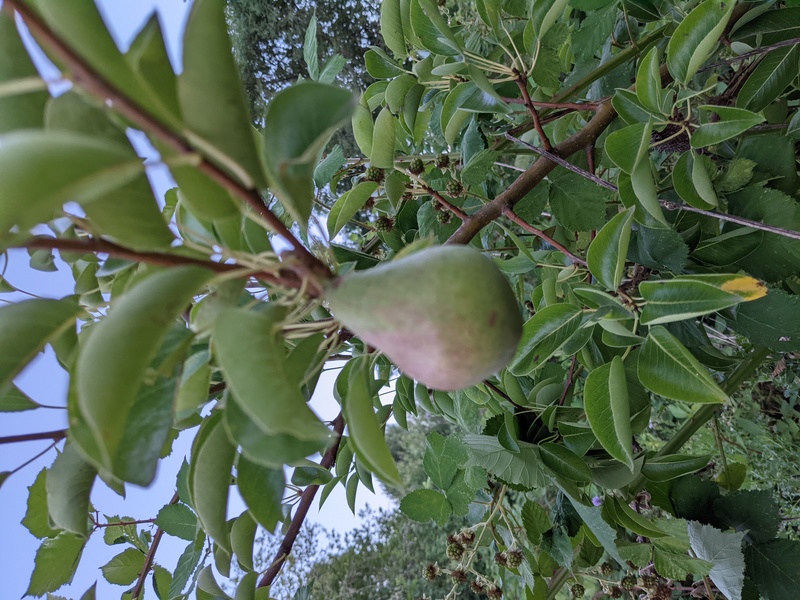 First Bartlett Pear at Rosewold.