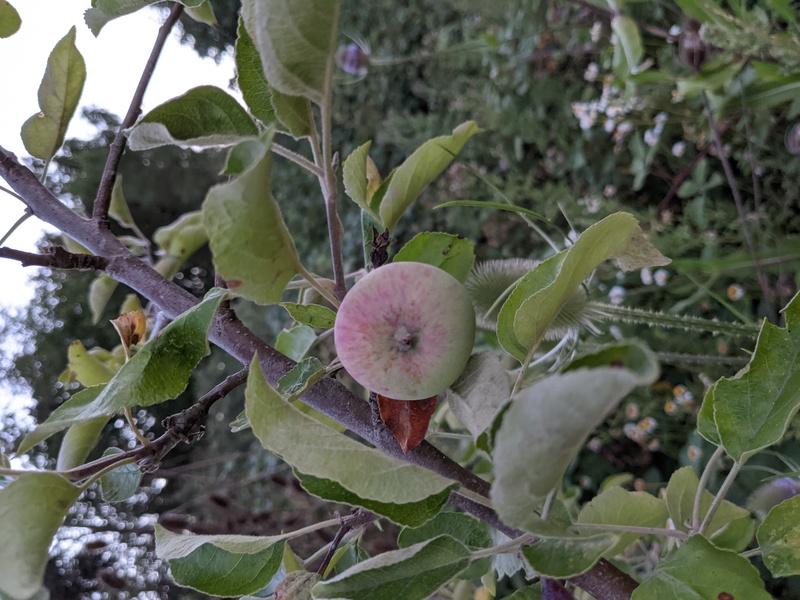 First apple on a particular apple tree.