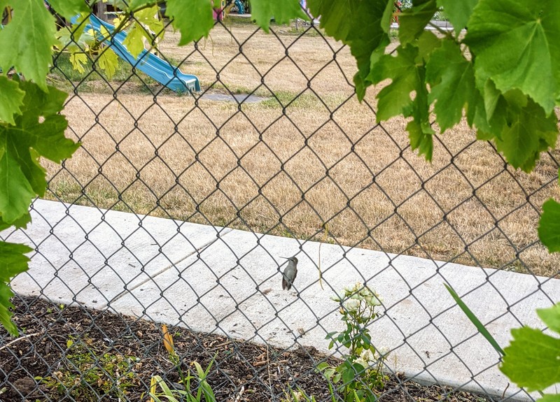 Hummingbird sitting in a fence.