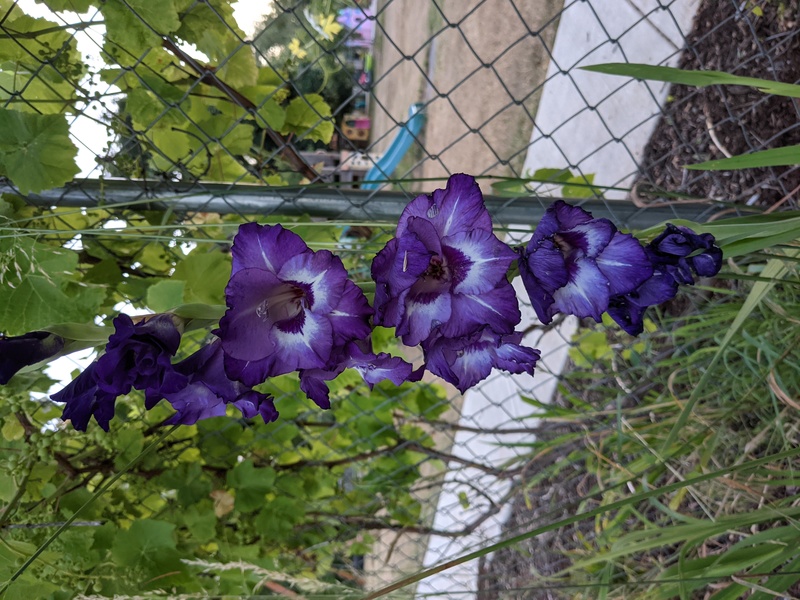 Purple gladiolus at Rosewold.