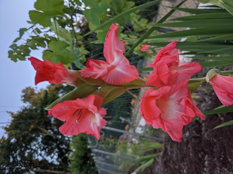 Salmon gladiolus at Rosewold.