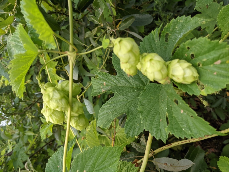 Lovely hops at Rosewold thanks to birds a few years ago. They are growing among the blackberry vines.