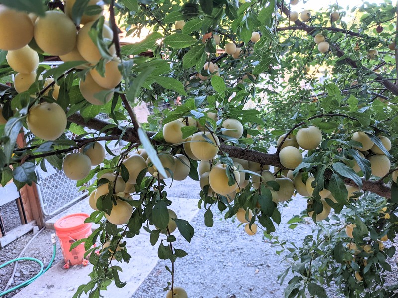 So many golden plums.