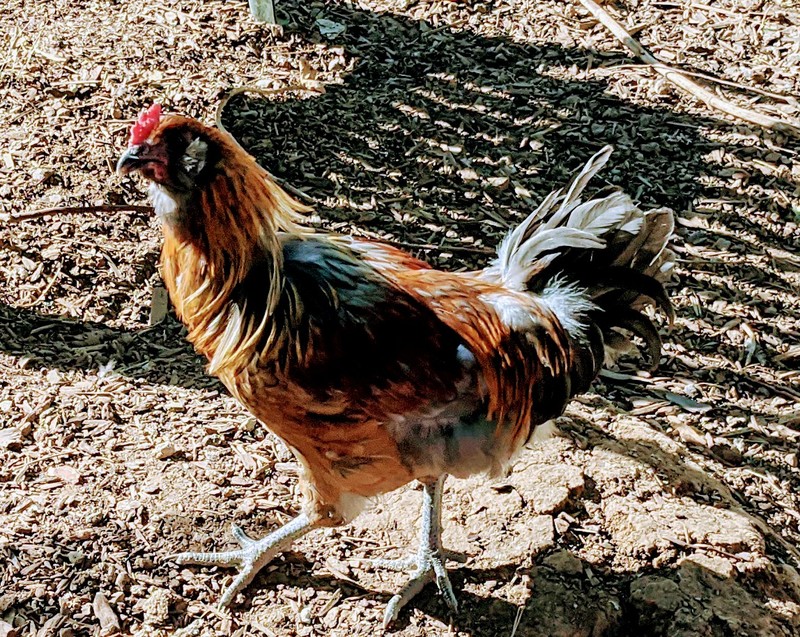 one rooster