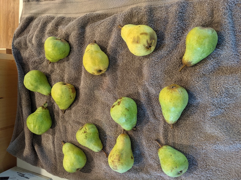 Pears from a friend