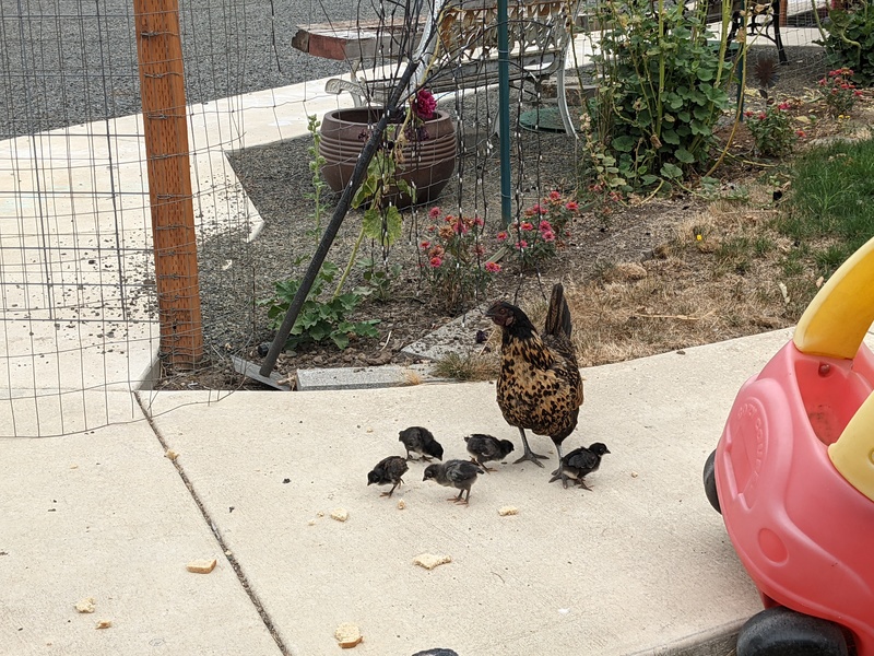 Halloweenie and her five remaining chicks