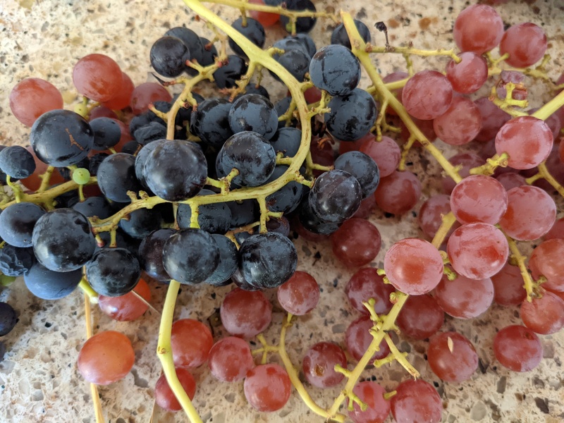 Rosewold Grapes
