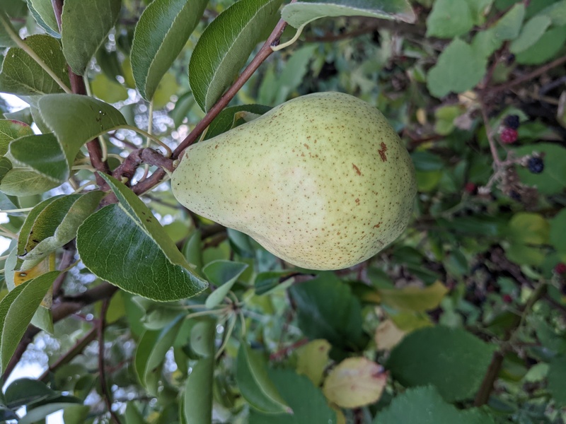 Rosewold Pear
