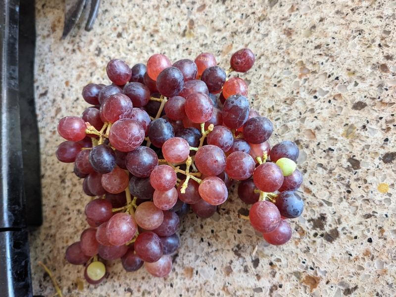 Rosewold Grapes