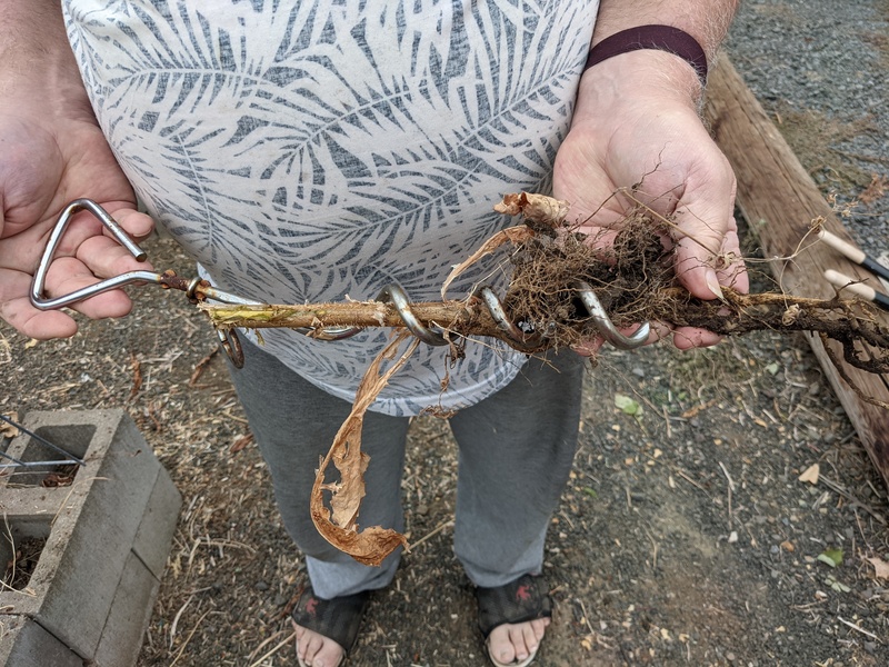 Don used a dog chain corkscrew to get a good grip on a difficult weed.