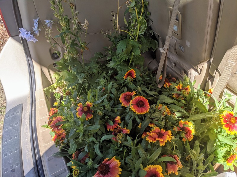 I asked the neighbor what kind of plants some of theirs were. Then I went out and bought a bunch. I am trying to do perennials.