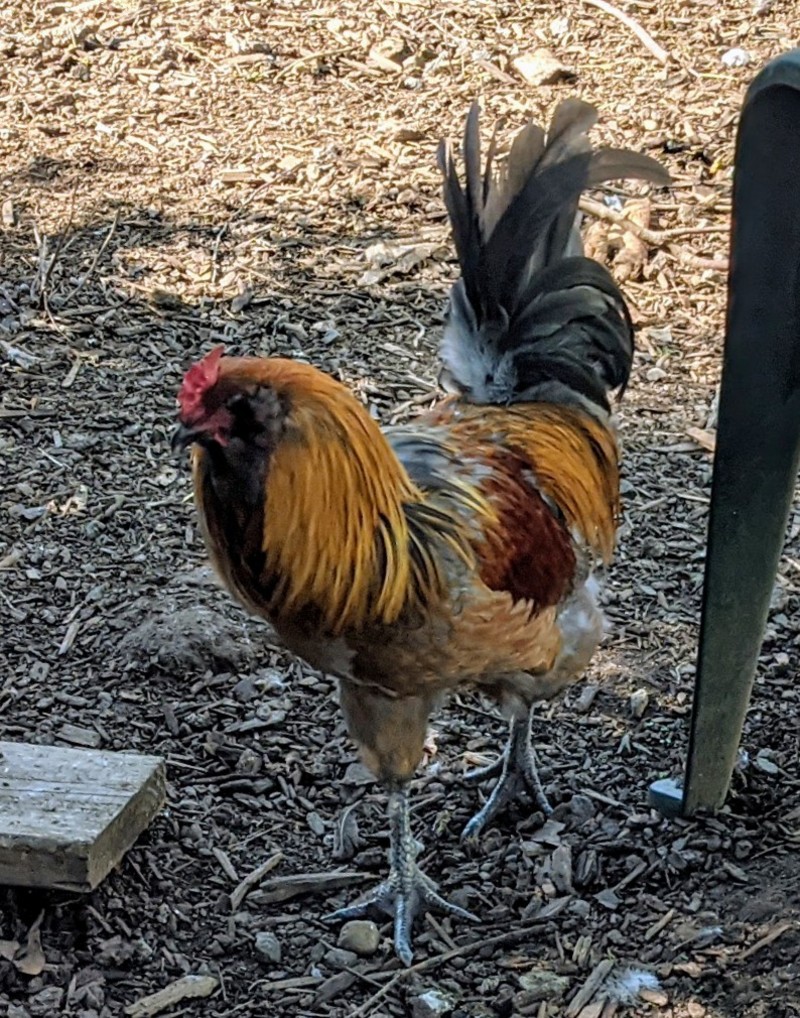 Rooster that got a new home.