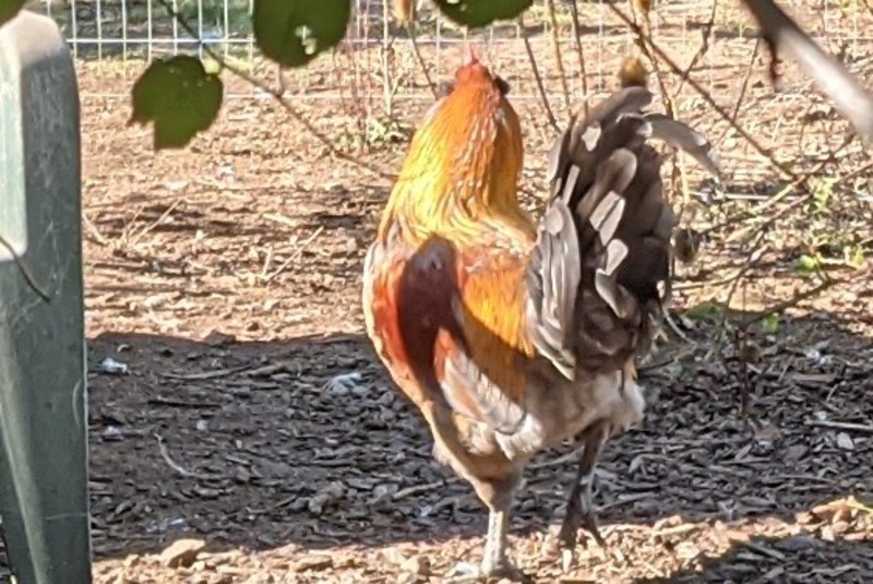 Rooster that got a new home.
