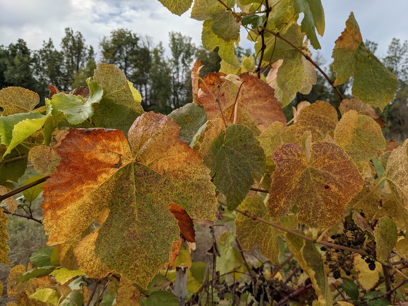The grape leaves are turning.
