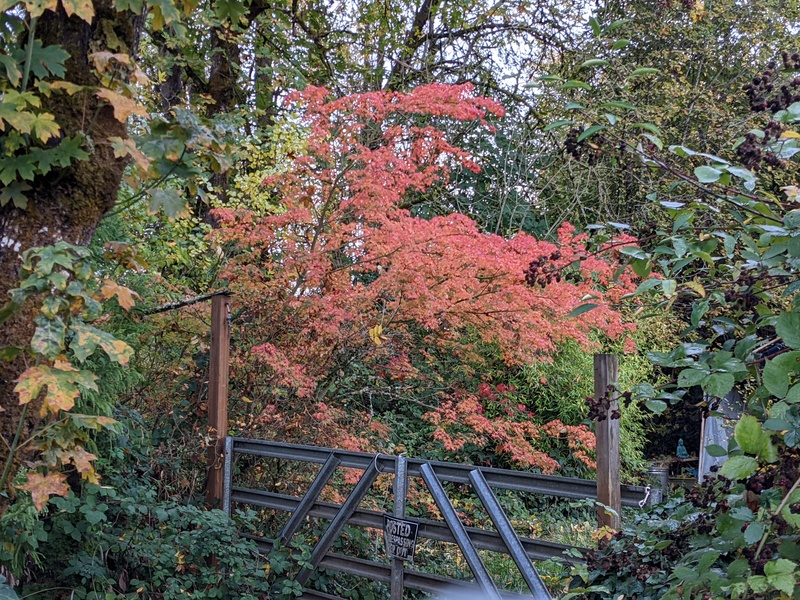 Neighbor's fall colored maple tree.