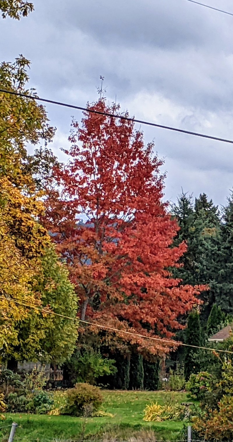 Neighbor's fall oak colored tree.