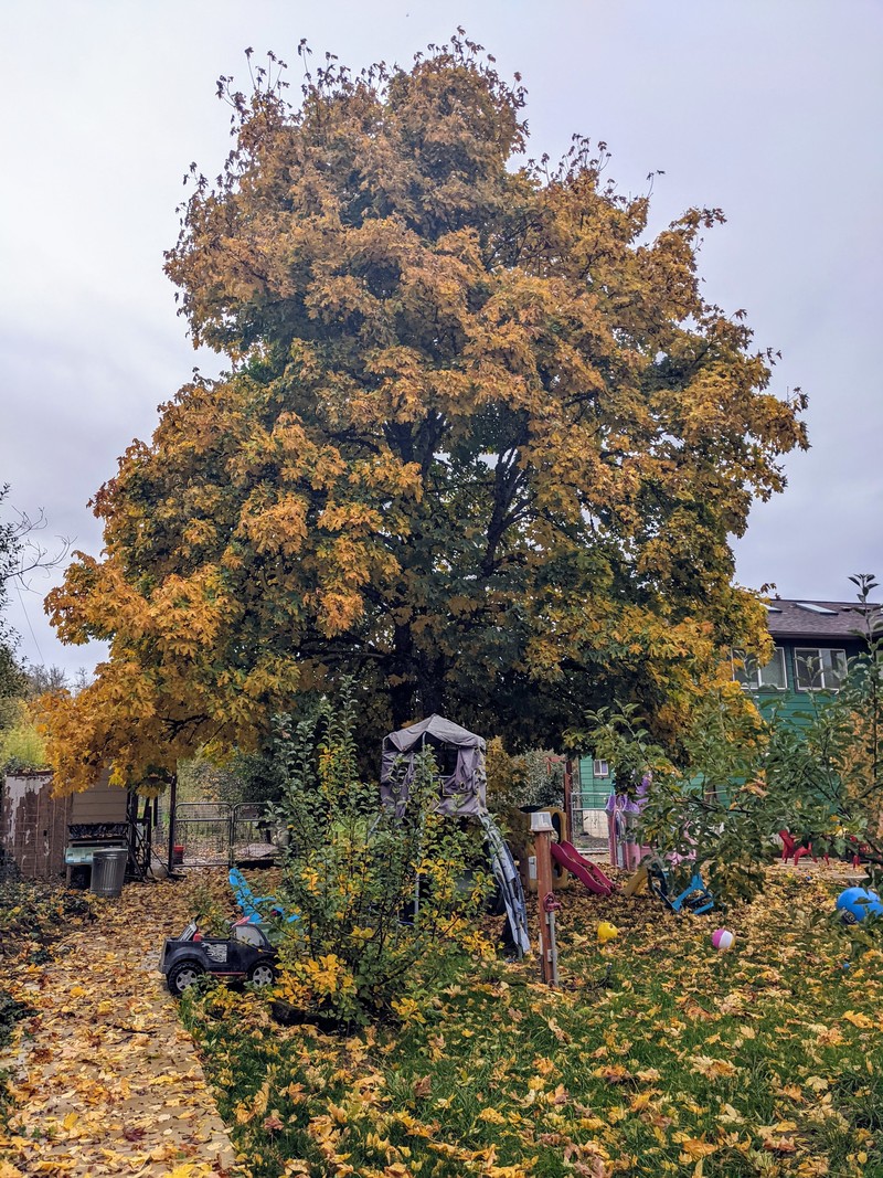 Big maple tree is turning and losing it's leaves.