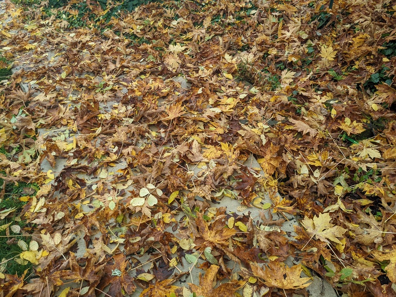 Maple leaves everywhere.