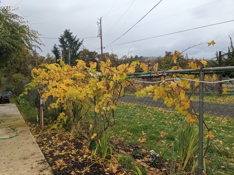 The grape leaves on the East fence are still hanging on.