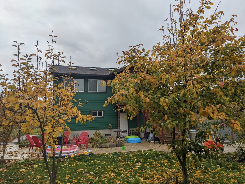 Two Asian pears trees in the picnic area have turned to yellow and are getting blown off.