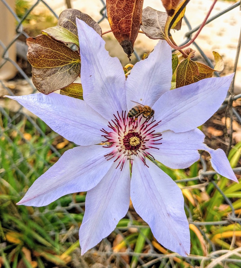 Clematis flower bloomed in October.