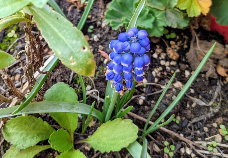 Grape hyacinth in October?