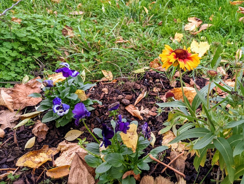 Lois planted pansies asking the east fence.