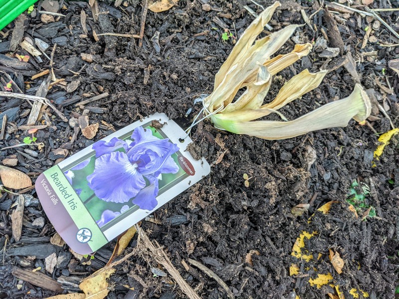 Lois planted iris rhyzones along the east picnic area fence.