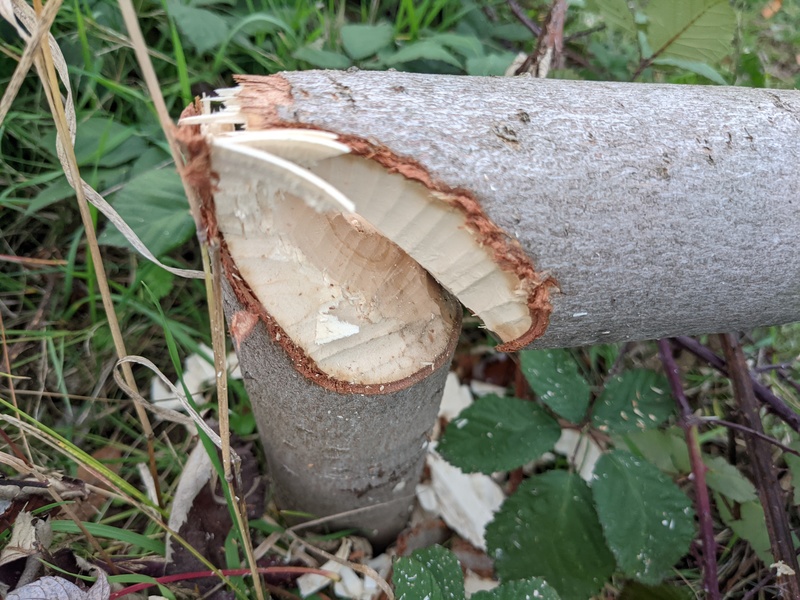 Beaver damage.