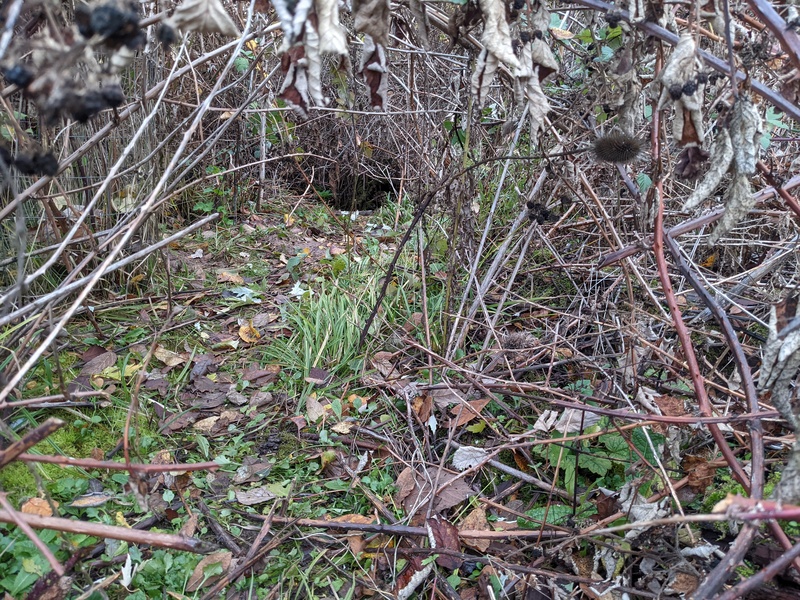 Beaver damage escape route.