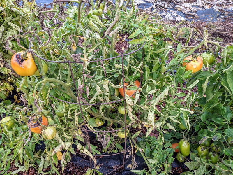 lots of tomatoes in Joe's garden.