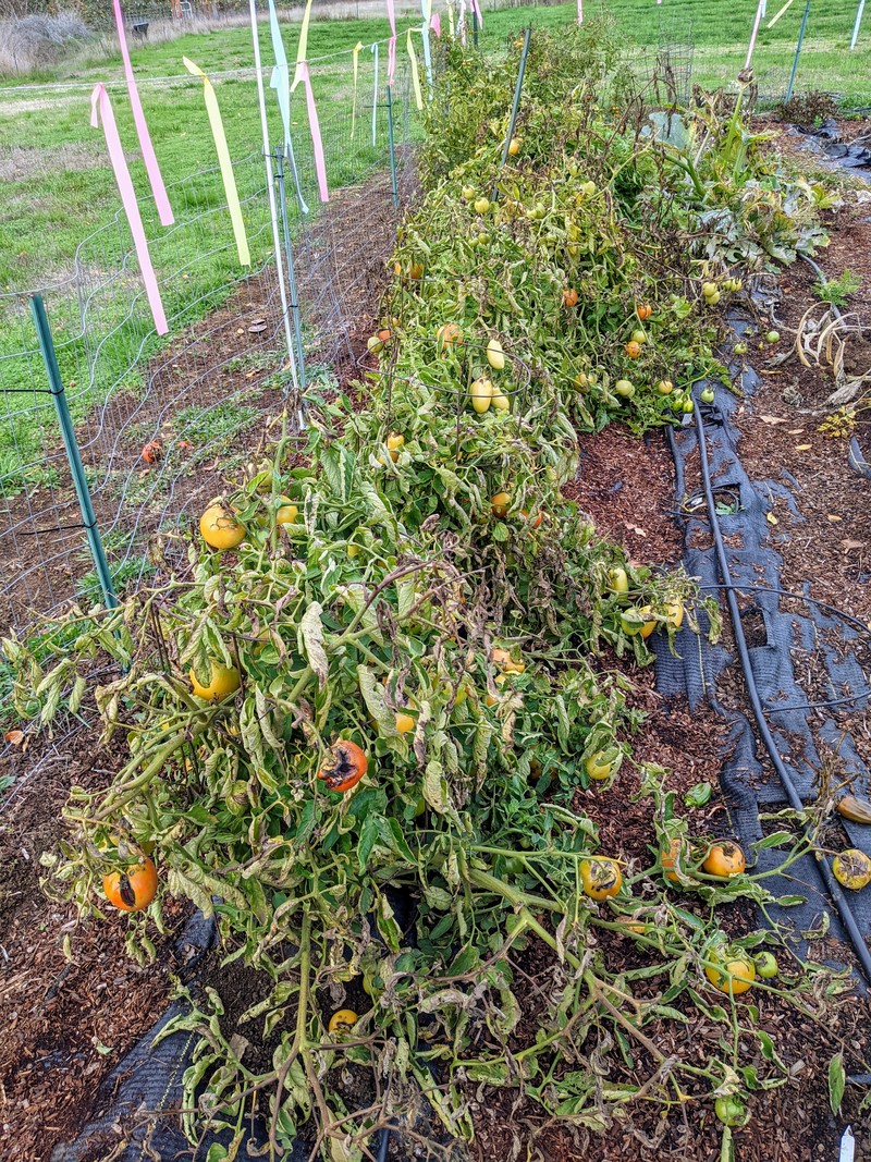 Lots of tomatoes in Joe's garden.