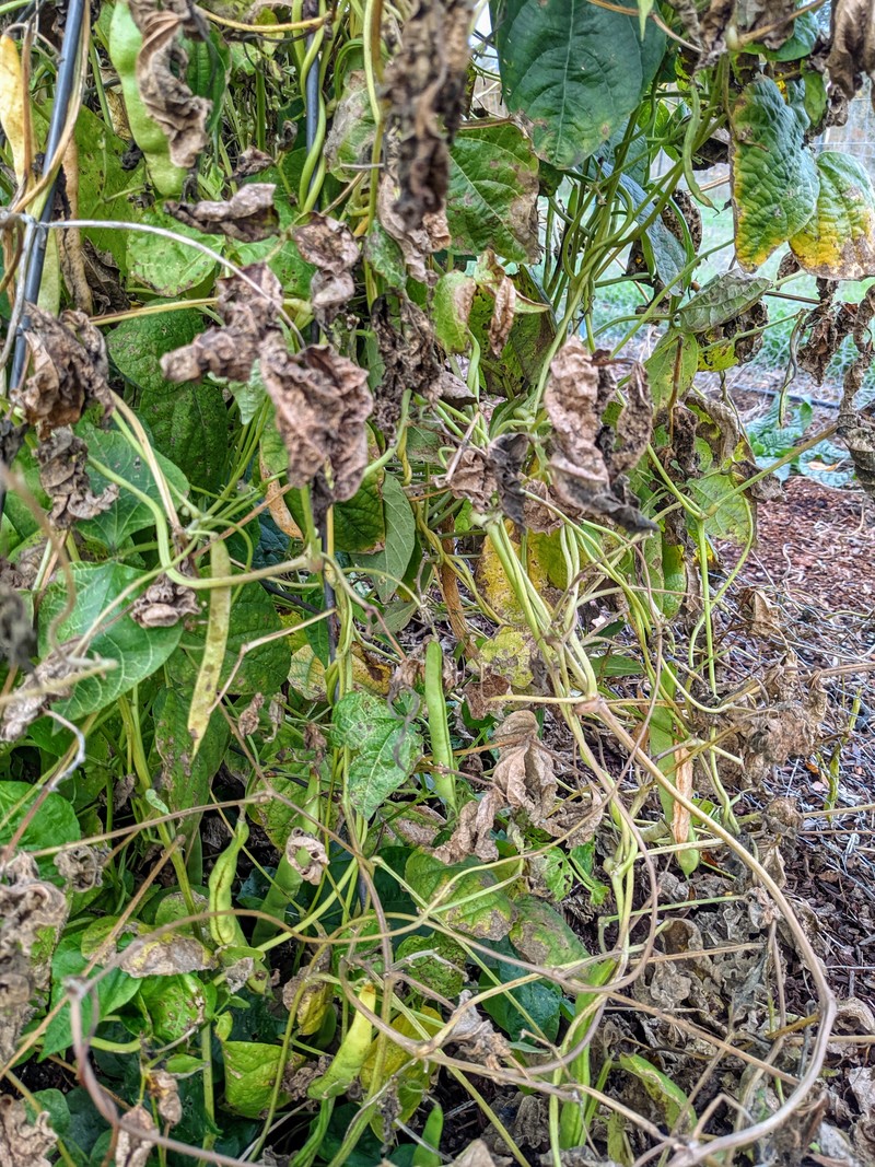 Joe's garden still has some beans.