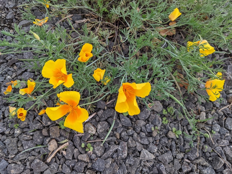 Poppies in bloom again.