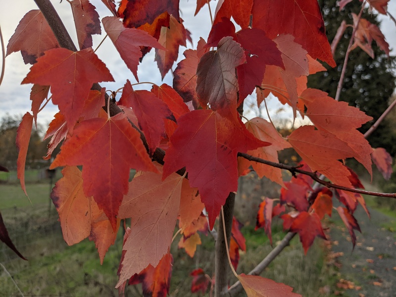 maple tree that Lois hand picked for Fall color.