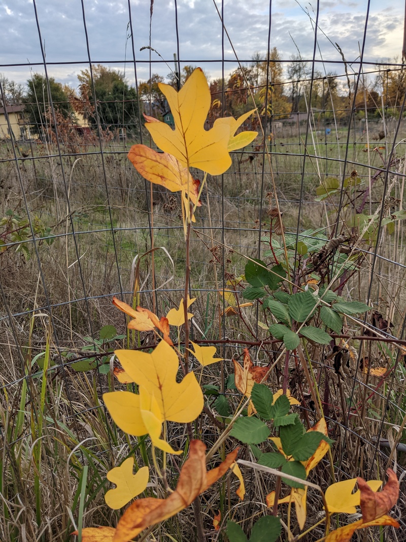 Small tulip tree