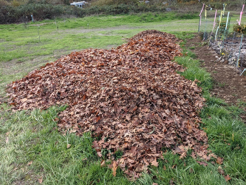 The neighbor's leaf pile for our back Gardener is growing.