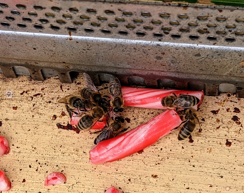 Joseph gave the bees a tasty peppermint sugar treat.