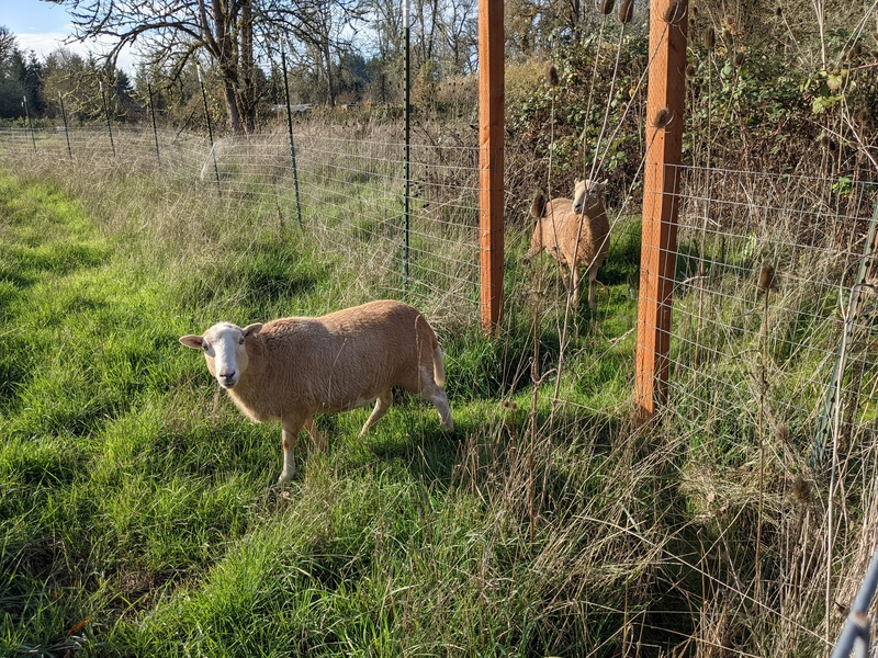 They like following Lois around.