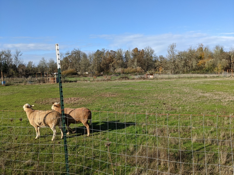 All the pastures are connected now. It goes all the way back to the far trees.