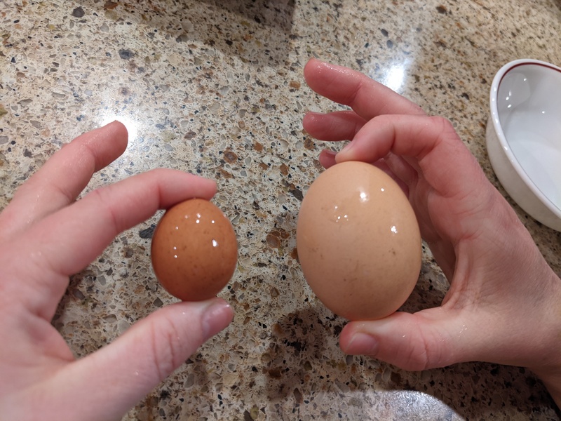 One newbie egg, one regular egg.