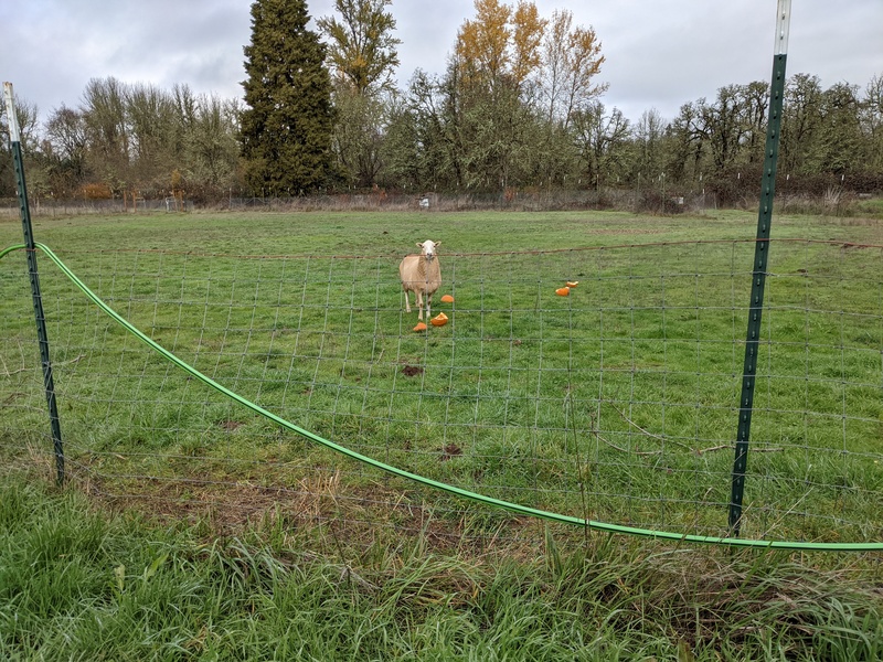 They are at least looking at the pumpkins