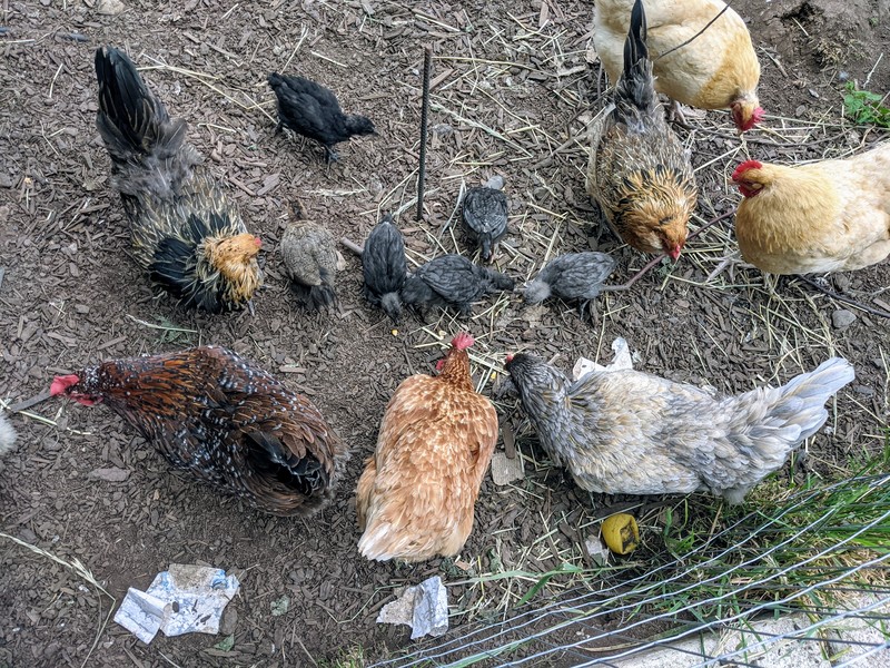 We share our property with a flock of chickens. These are a few of them.