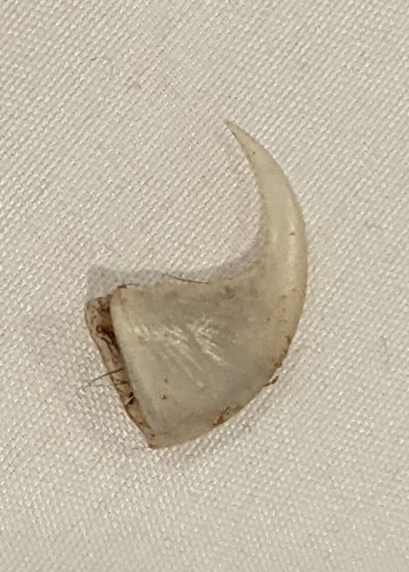 Some claw? I found in dried scat.
