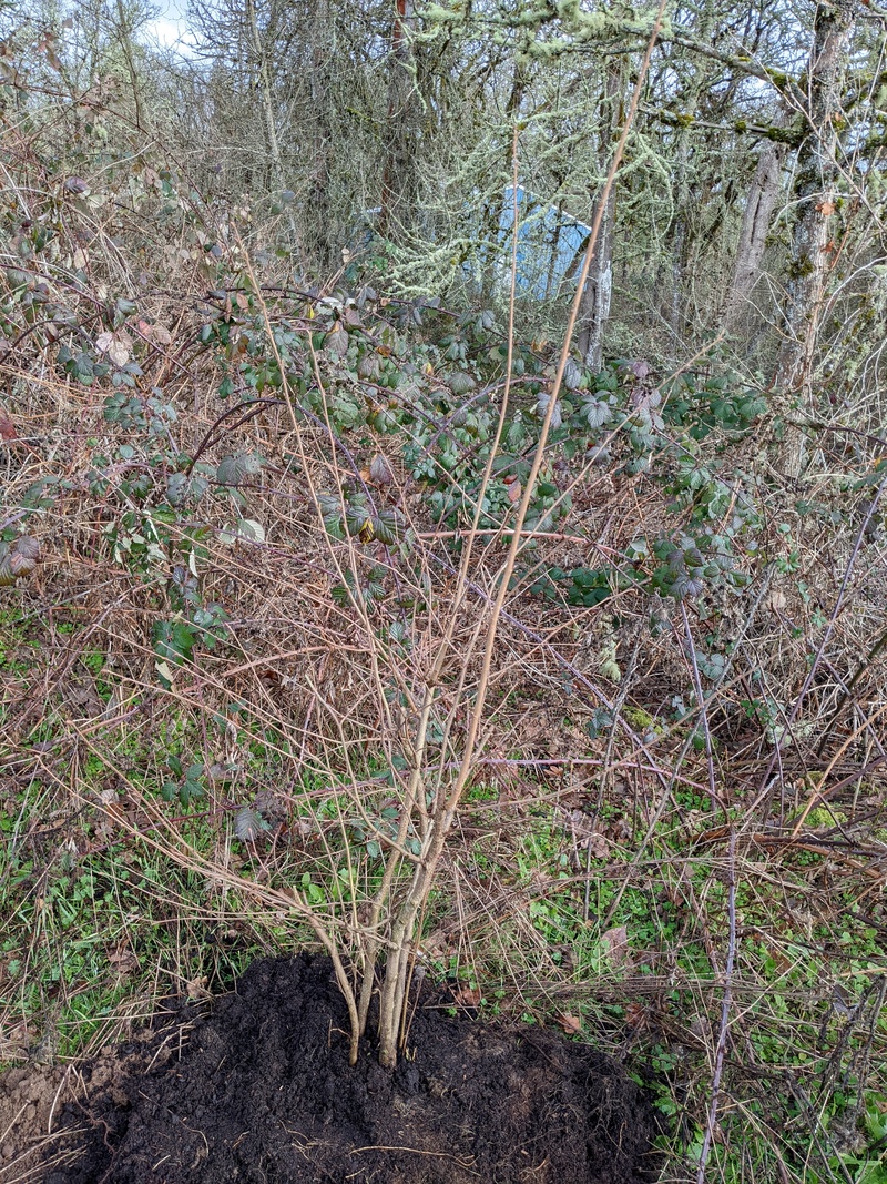 The workers also dug out a hazelnut tree and so Lois dug a hole and planted it today. Don also moved some more potting soil for it.